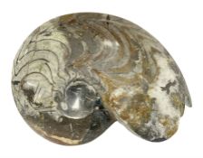Large polished goniatite