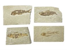 Four fossilised fish (Knightia alta) each in an individual matrix