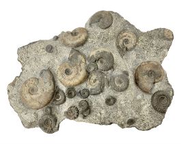 Ammonite multi-block fossil