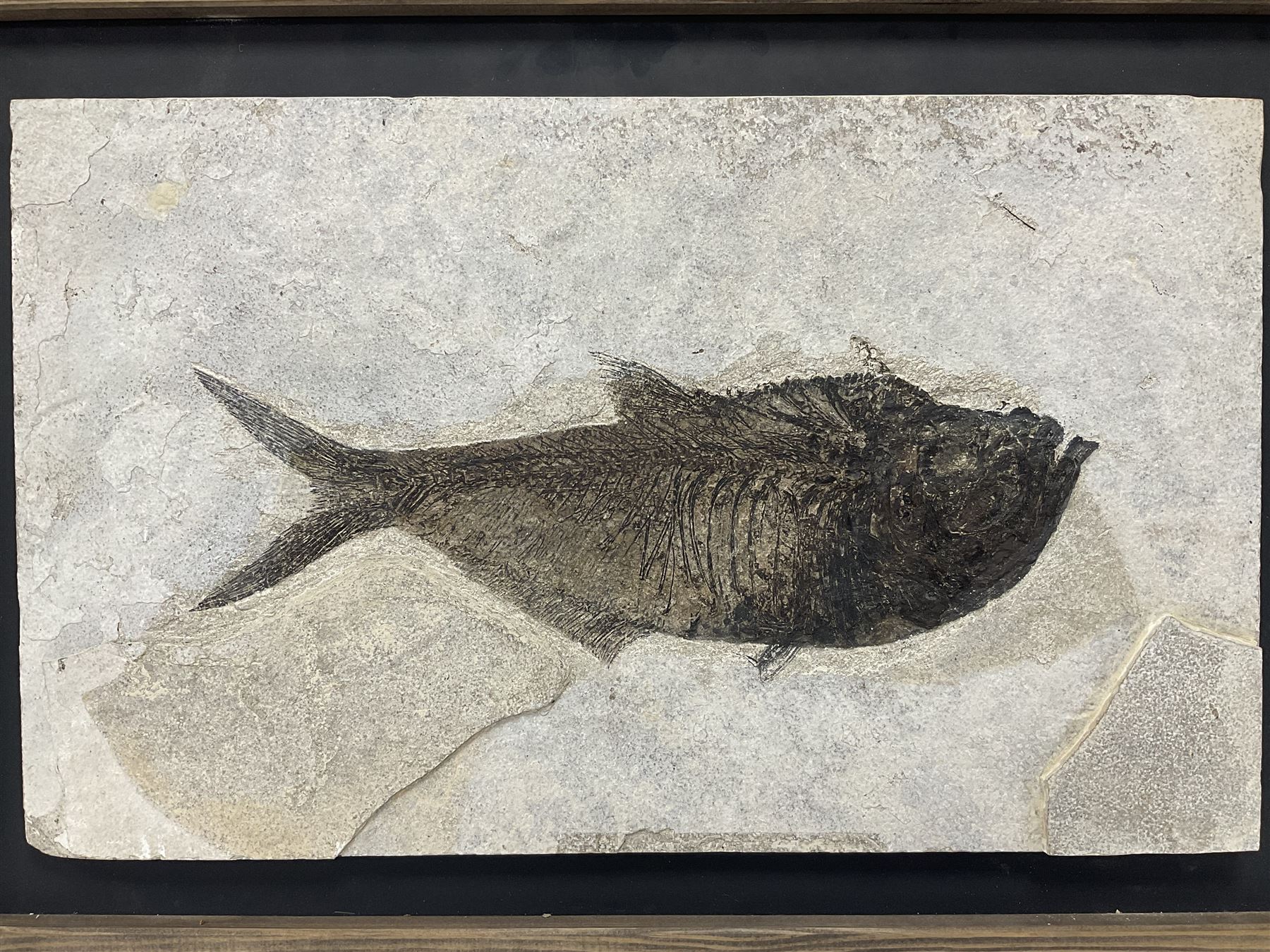 Large Fossilised fish in matrix (Knightia alta) - Image 11 of 18