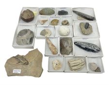 Collection of eighteen various fossils