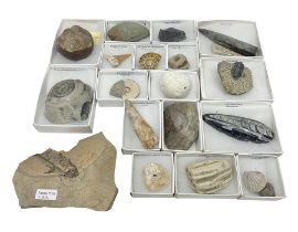 Collection of eighteen various fossils