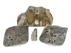 Collection of fossils to include pair of slabs with goniatite inclusions