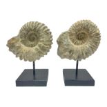 Pair of ammonite fossils