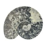 Dish in the form of ammonite with a raised goniatite to the centre and goniatite inclusions