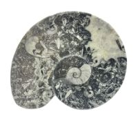 Dish in the form of ammonite with a raised goniatite to the centre and goniatite inclusions