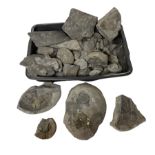 Collection of fossils and fragments