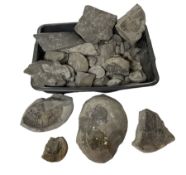 Collection of fossils and fragments