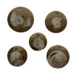 Five goniatite circular pendents