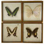 Entomology: four framed displays contain four specimens of butterflies