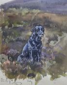 Peter Biegel (British 1913-1987): Portrait of 'Judy' a Seated Black Labrador