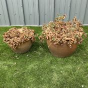 Pair of terracotta planters