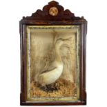 A Victorian taxidermy bird.