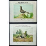 Two French coloured lithographs of pigeons.