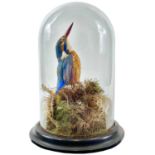 A Victorian taxidermy kingfisher under a glass dome.