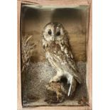 A late Victorian Taxidermy tawny owl.