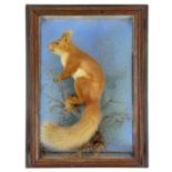 An oak cased taxidermied red squirrel circa 1900.