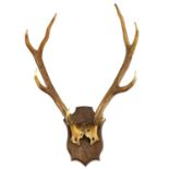 A pair of eight point antlers with skull cap mounted on an oak shield.