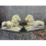 A pair of reconstituted stone recumbent lions.