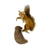 Taxidermy - a study of a red squirrel standing on a branch.