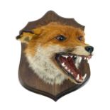 Taxidermy - a fox mask.