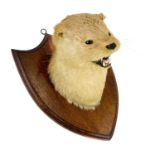 Taxidermy - an otter mask.