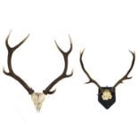 A pair of nine point antlers with skull cap mounted on shield.