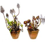 A pair of garden planters containing Aeonium arboreum.