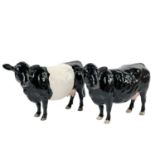 A Beswick pottery Belted Galloway Cow.