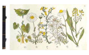 (Botanical Sketchbook)