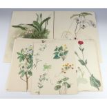 A folio of 25 19th Century botanical watercolour studies
