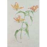 Mary Grierson (20th/21st Century) Botanic study, watercolour, Gloriosa. Cult. Royal Botanic Gardens.