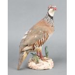 A stuffed and mounted partridge 26cm x 18cm x 10cm