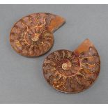 A split and polished ammonite 11cm