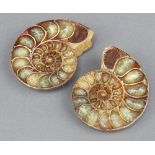 A polished and split ammonite 7cm