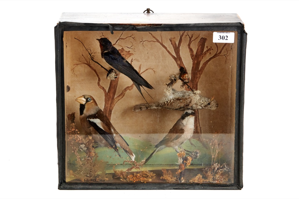 A LATE 19TH/EARLY 20TH CENTURY TAXIDERMY STUDY OF FOUR BIRDS, in original glazed case. £70-£100.