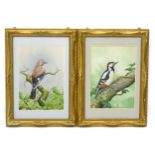 Barry Sketchley, 20th century, Ornithological School, Watercolours, A pair of bird studies