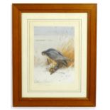 After Archibald Thorburn (1860-1935), Signed colour print, Peregrine Falcon on Teal. Facsimile