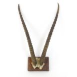 Taxidermy : an early to mid 20thC mount of Blesbok horns , affixed to a rectangular plinth with