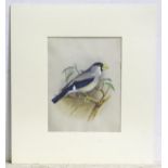 Eric Gorton, 20th century, Ornithological School, Watercolour, gouache and ink, A study of a