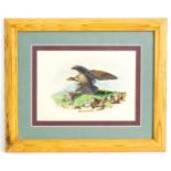 Watercolour, A Royal Eagle catching a hare in a Scottish landscape with mountains beyond. Signed