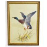 Charles Whymper (1853-1941), Watercolour, Mallard duck in flight over reeds. Approx. 27" x 18 3/4"