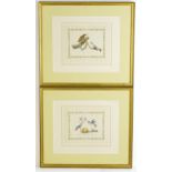 After Alexander Wilson and Charles Lucian Bonaparte, 19th century, Two ornithological prints with