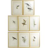 After J & E Gould, Eight ornithological coloured lithographs, various birds comprising Brake