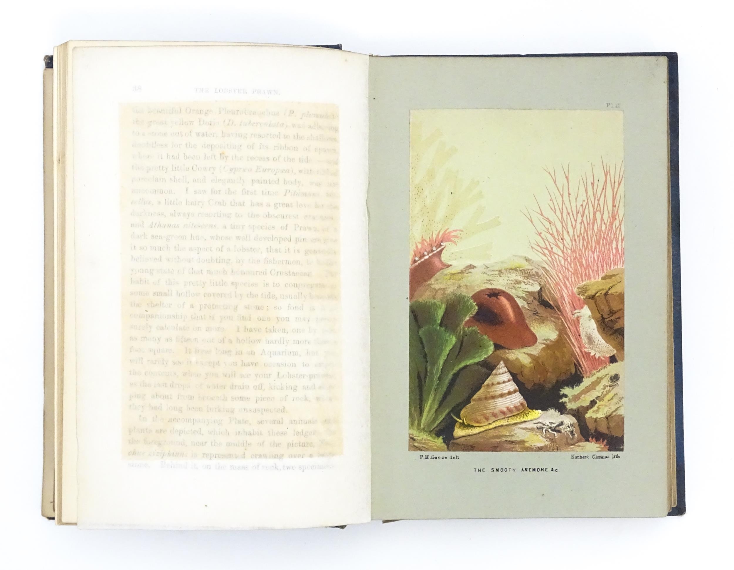 Book: The Aquarium: An Unveiling of the Wonders of the Deep Sea, by Philip Henry Gosse. Published by - Image 2 of 6