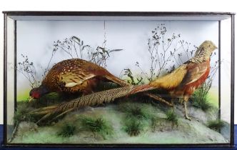 Taxidermy: a Victorian cased mount of Common and Golden Pheasants, posed within a naturalistic