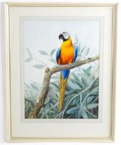 Philip Rickman (1891-1982), Watercolour, Blue and Yellow Macaw. Signed and dated lower left. Approx.