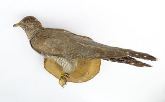 An early to mid 20thC continental mount of a Cuckoo, posed upon a branch and affixed to a pine