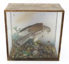 Taxidermy : A late 19th / early 20thC cased mount of a Kestrel and prey, posed within a naturalistic