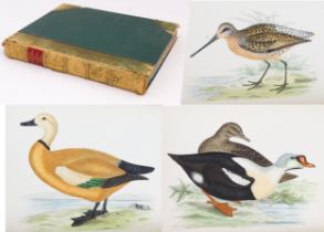 Book: British Games Birds and Wildfowl by Beverley R. Morris. Published by Groombridge & Sons,